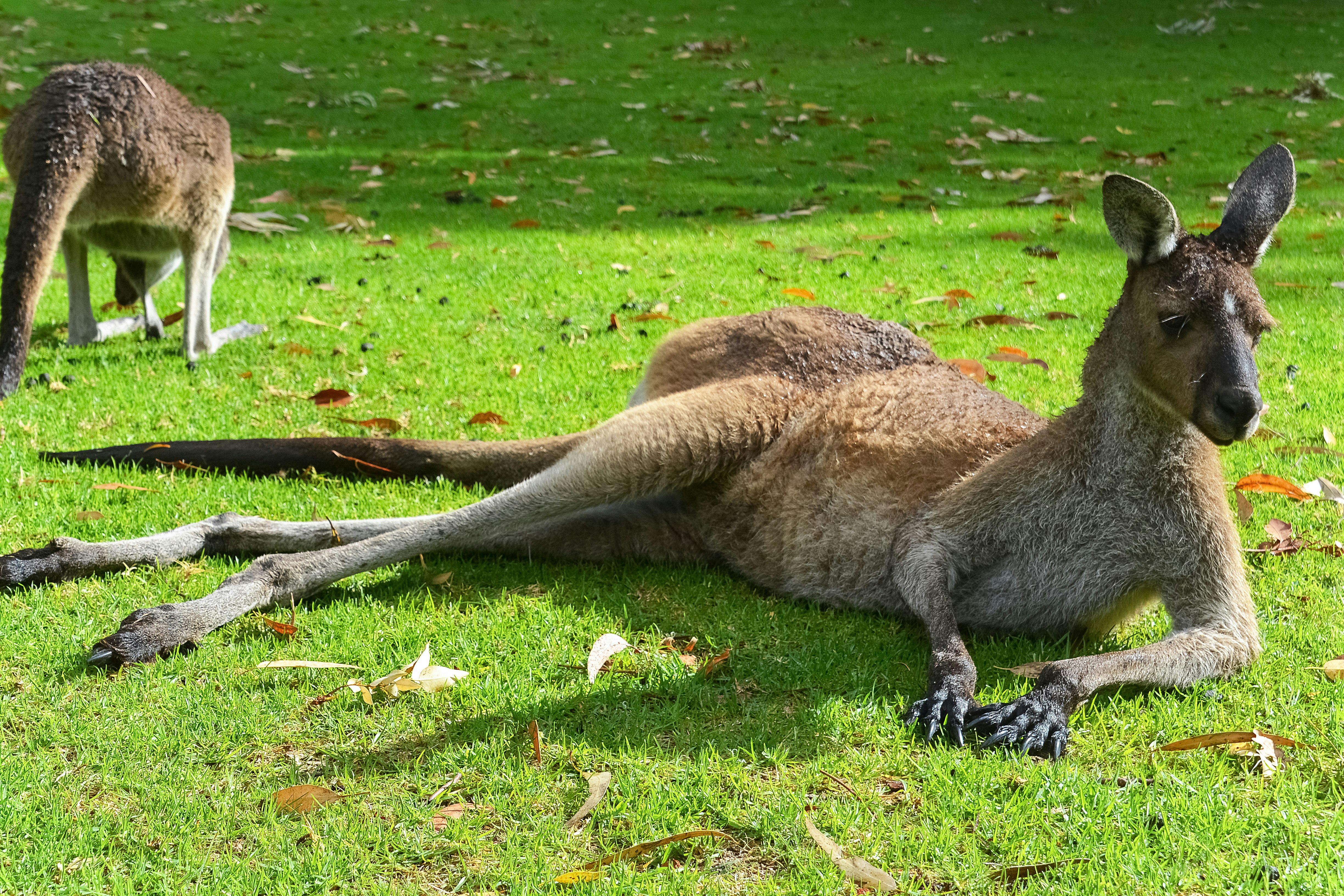 brown kangaroo lying on green grass field during daytime